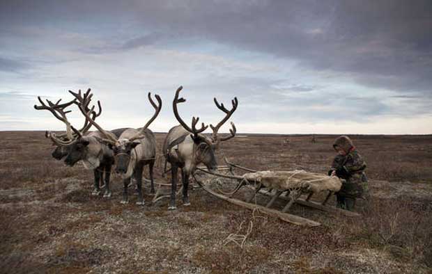 Russian Nenets depend on reindeer