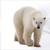Science North Polar Bear