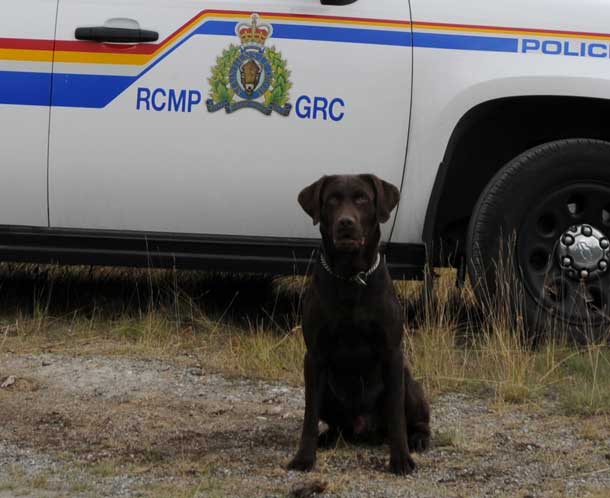 RCMP Service Dog Gus
