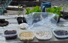 Seeds are soaking before Urban Greenscapes plants them at Rotary Shelter House