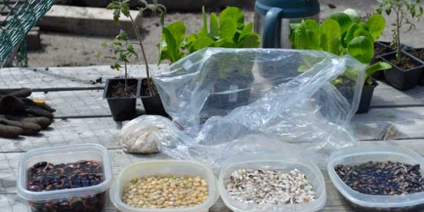 Seeds are soaking before Urban Greenscapes plants them at Rotary Shelter House