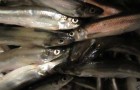 "Last night was the best smelt fish that we have ever seen in the history of Thunder Bay Fishing". said  Frank Liparota