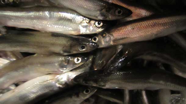 Record Smelts Run in Thunder Bay