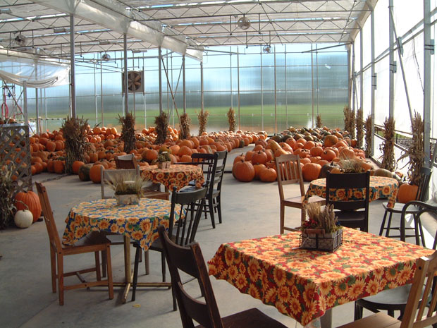 Are you willing to go green with your pumpkin this year?