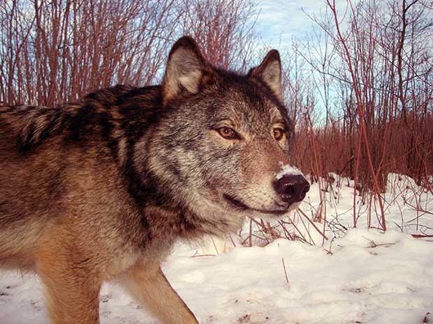 Wolf sighted near Lakehead University