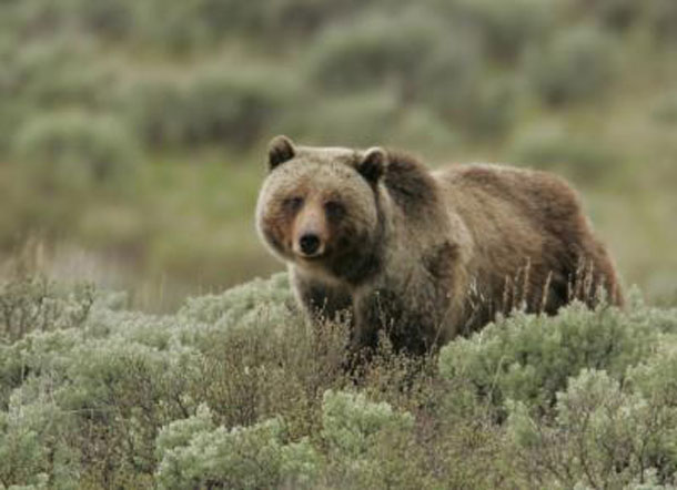Wolf introduction is helping Grizzly Bear populations in Yellowstone Park