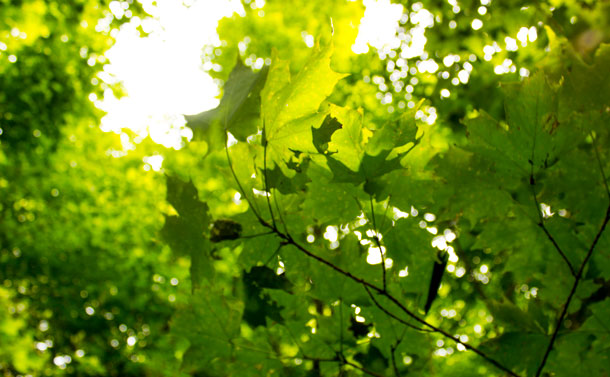 Maple Leaves atop Nor'Westers