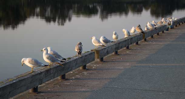 A line of gulls were enjoying the quiet of Kam River Park on Sunday morning.