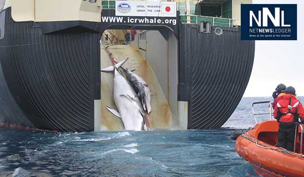 Japan is harvesting whales for "so-called scientific research" with the New Zealand Government protesting.