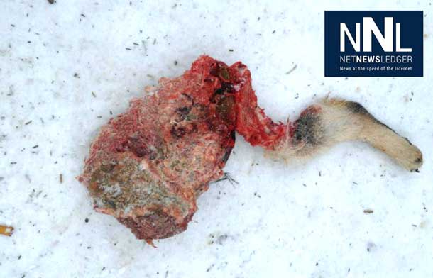 Graphic image of the impact of a wolf attack - Photo by Cheryl Marie Fiddler