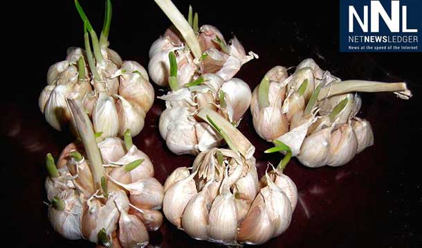 Garlic sprouted for five days had higher antioxidant activity than fresher, younger bulbs