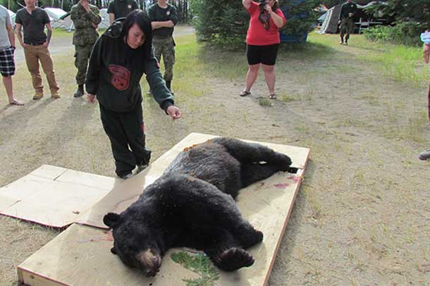 A Junior Canadian Ranger offers tobacco to the dead bear.