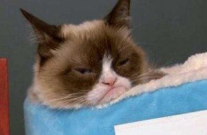 Help turn this grumpy cat's frown upside down... support Kitty Kare in Thunder Bay