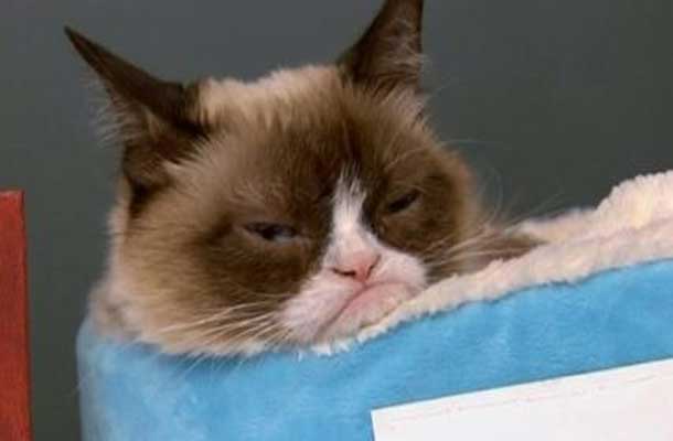 Grumpy Cat - Unpacking frowns