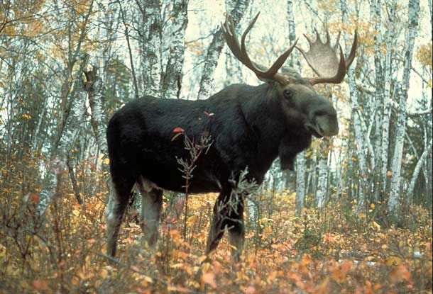 Moose are common all across Canada