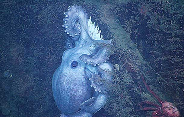 his female octopus was photographed in May 2007 clinging to a rocky wall in Monterey Canyon less than a month after she laid her eggs and began brooding them. Image: © 2007 MBARI