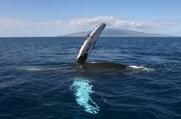 Whale Watching in Maui offers a look at these giants of the deep