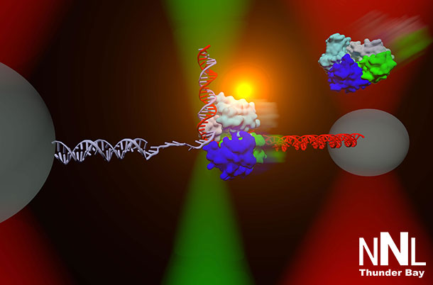 The DNA repair helicase UvrD can exist in an "open" (green, blue, cyan, and gray colored protein, upper right) or "closed" (middle) conformation. An instrument combining optical traps (red cones) and a single-molecule fluorescence microscope (green) is used to measure directly the relationship between these two structural states and their respective functions on DNA. CREDIT - Matt Comstock, University of Illinois at Urbana-Champaign