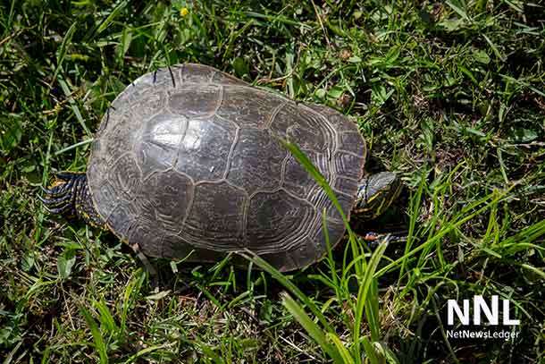 Turtle at Kam River Park - July 5 2016