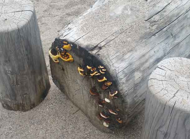 Fungi on logs in Limbrick playground