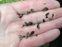 Zebra mussels were found at Big Birch Lake, in Todd and Stearns counties.