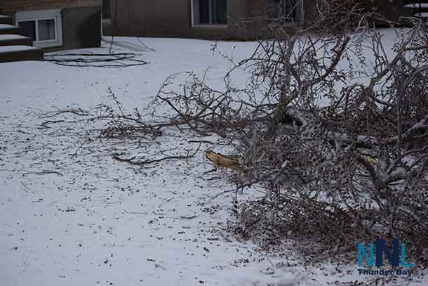 Be very careful around downed power lines, or trees which can hide those lines. 