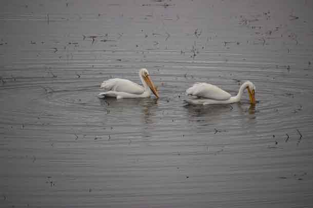 A pair of pelicans 