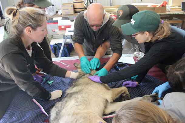 Credit: USFWS/Courtney Celley USFWS Wildlife Veterinarian Samantha Gibbs (left), Grand Portage Wildlife Biologist Seth Moore, USGS Research Wildlife Biologist Shannon Barber-Meyer, and others work together to fit the first male wolf with a radio collar.