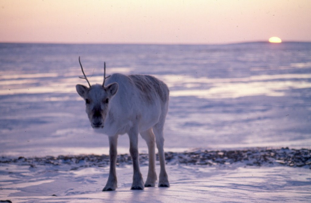 Caribou