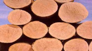 Logs Forestry Endangered species legislation