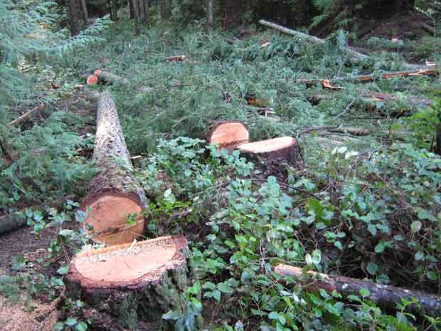 “If an Indian owns the same land and a logging contractor shows up to log without permission, and the Indian owner objects, the logging contractor calls a Judge to get an Injunction, then calls the RCMP and the Indian is arrested. That is how Canadian law is applied in B.C.”