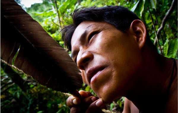 The abundant resources of their forest home provide the Matsés with a rich and varied diet. © James Vybiral/Survival