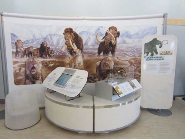 Ice Age Mammals