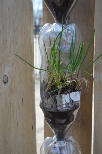 Bottle Garden