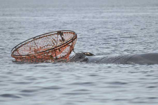 Entangled Whale (Photo credit: Parks Canada / L. Levesque)