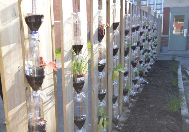 The Bottle Garden at Rotary Shelter House is going strong! Innovative ideas helping feed people.