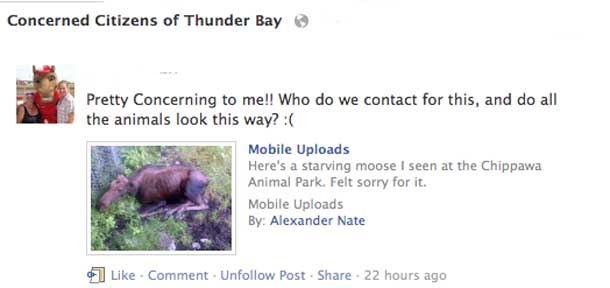 The moose is not loose. Social Media Postings on a "starving moose' appeared in Thunder Bay