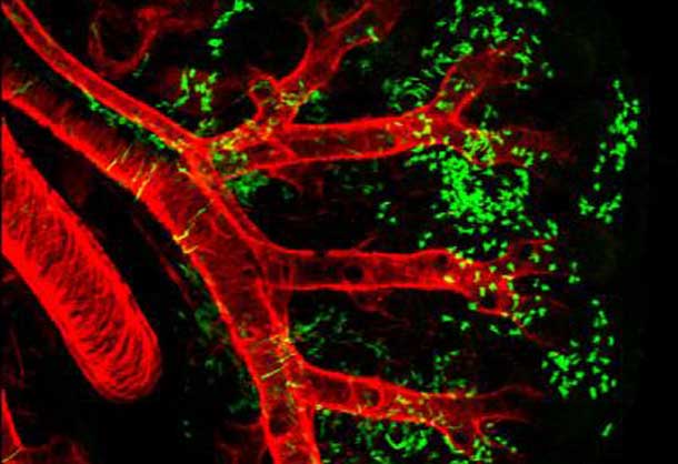 Wnt2+ CPPs (green cells) populate multiple cell lineages in the developing lung including airway and vascular smooth muscle. The smooth muscle of the branching airways and large blood vessels are stained in red.