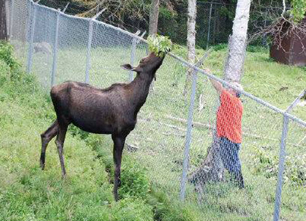 The moose at Chippewa Park is healthy but officials will have a large animal vet check it out to be sure