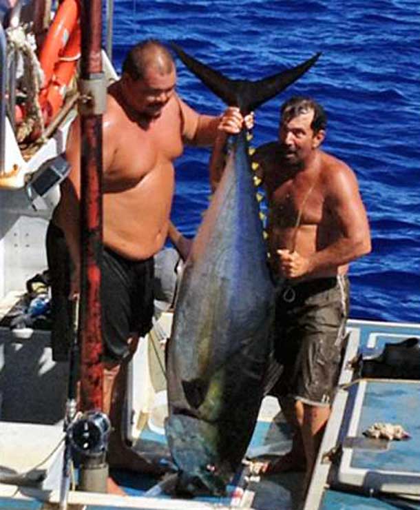 The giant tuna hooked by fisherman Anthony Wichman. Pic: US Coast Guard
