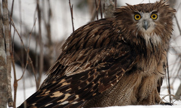 Giant Owls