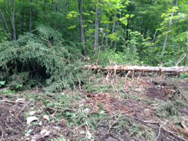 Tree trimming on Nor'Westers