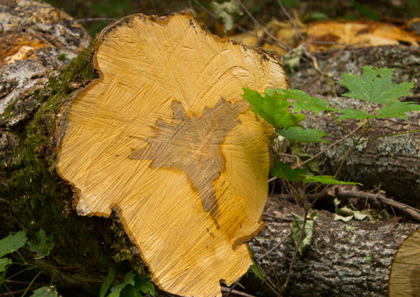 Thunder Bay Maple Forest