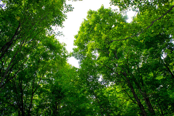 Old Growth Maple Forest