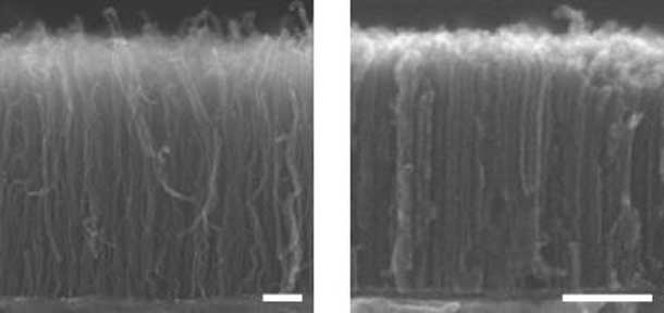 Scanning electron microscope images are of CNT forests with low and high density.  Photo Credit: Hisashi Sugime/U.Cambridge