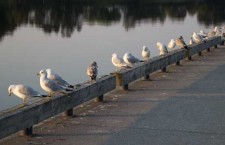 seagulls-at-Kam-River-Park