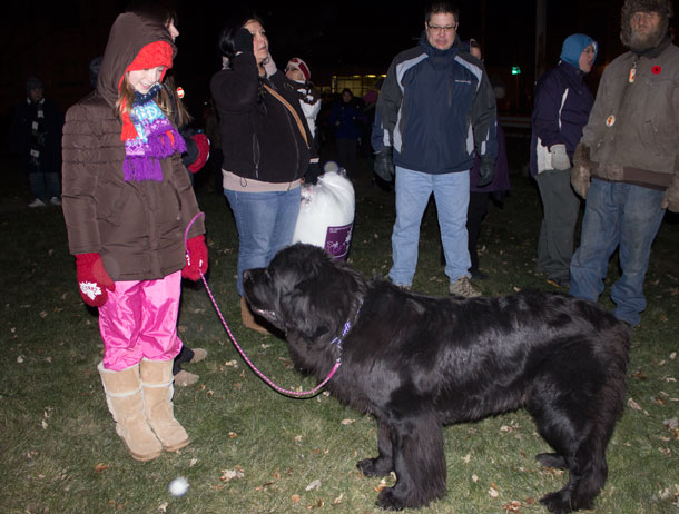 Journey, a large Newfoundlander dog at the tree lighting showed up so people could be warmed up petting him as he didn't seem to mind the cool weather 
