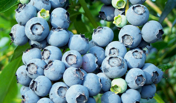 Blueberries