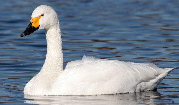 Tundra Swan