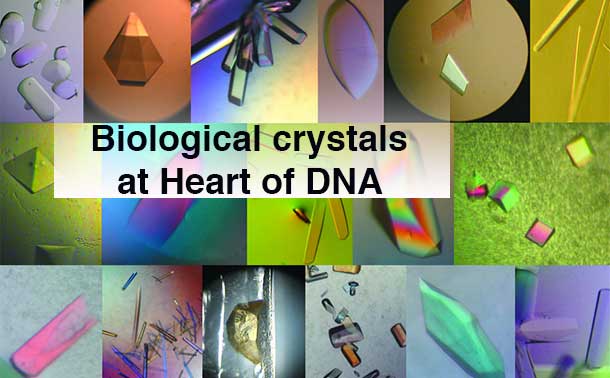 Biological crystals. Photo: International Union of Crystallography (IUCr)